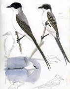 Fork-tailed Flycatcher