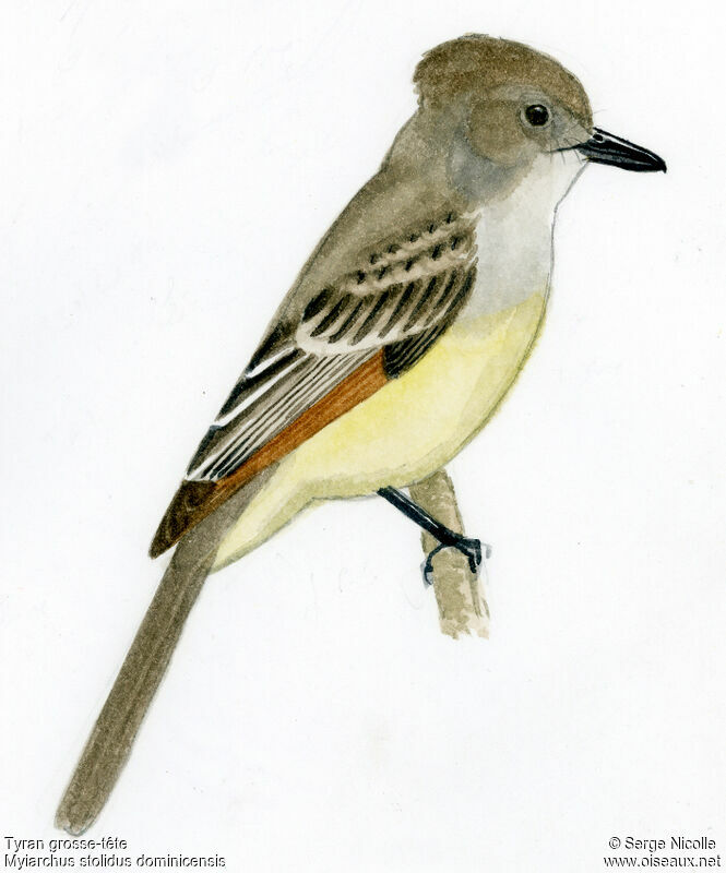Stolid Flycatcher, identification