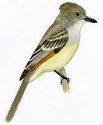 Stolid Flycatcher