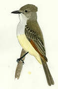 Lesser Antillean Flycatcher