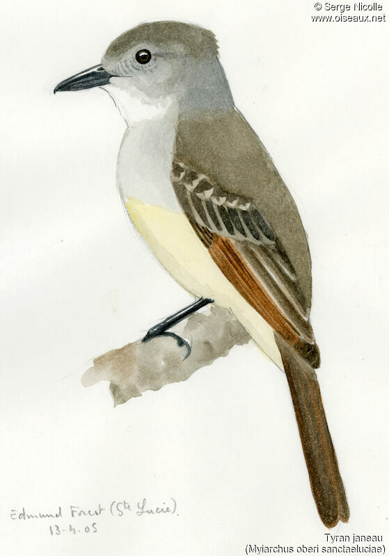 Lesser Antillean Flycatcher, identification