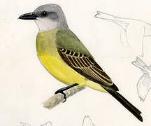 Tropical Kingbird