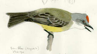 Tropical Kingbird