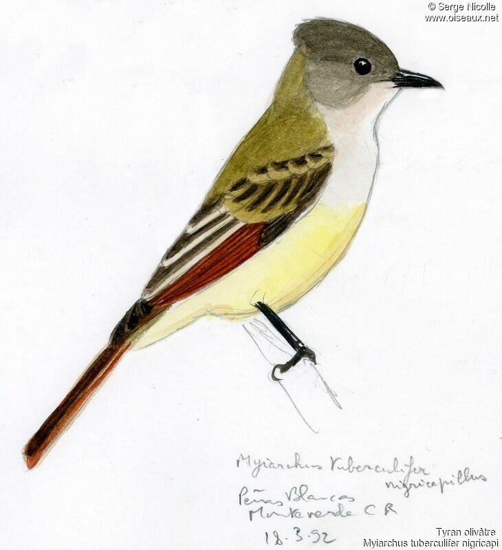 Dusky-capped Flycatcher, identification