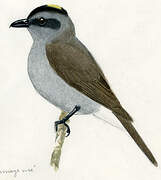 Crowned Slaty Flycatcher