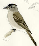 Crowned Slaty Flycatcher