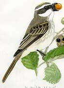 Piratic Flycatcher