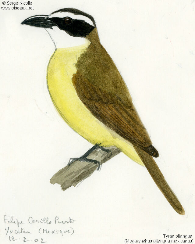 Boat-billed Flycatcher, identification