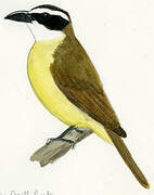 Boat-billed Flycatcher