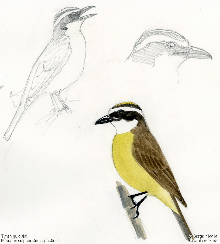 Great Kiskadee, identification