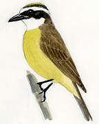 Great Kiskadee