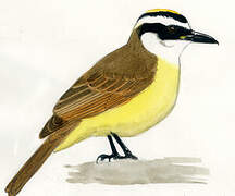 Great Kiskadee