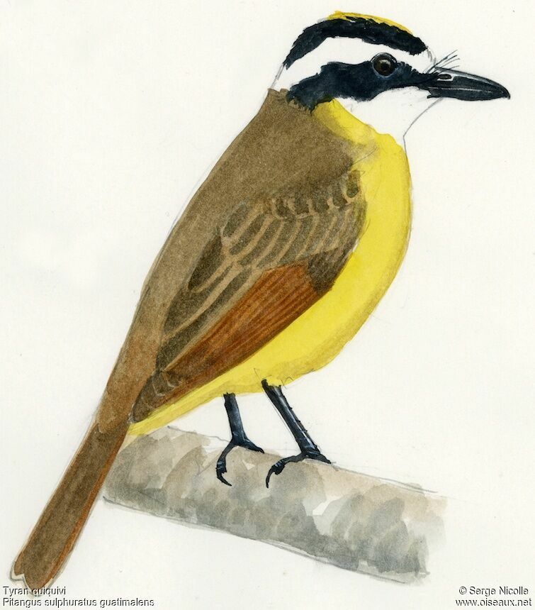 Great Kiskadee, identification