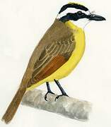 Great Kiskadee