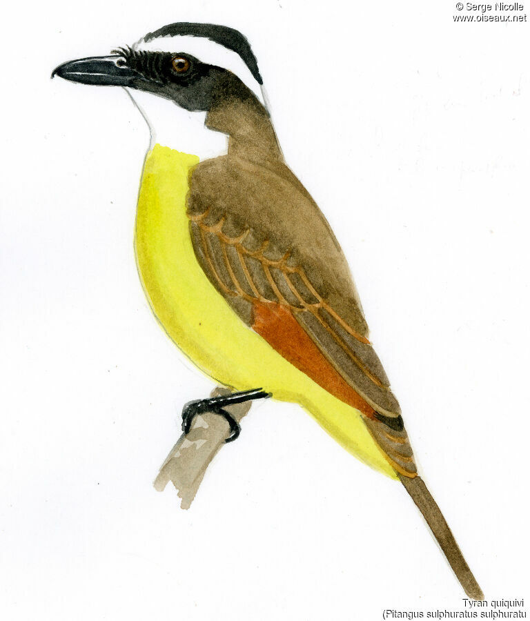 Great Kiskadee, identification