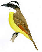 Great Kiskadee