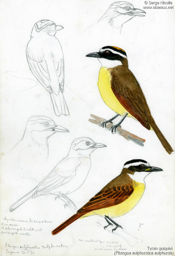 Great Kiskadee, identification