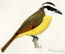 Great Kiskadee