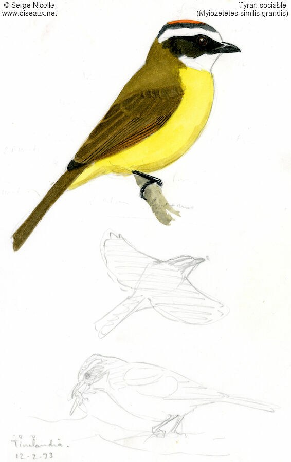 Social Flycatcher, identification