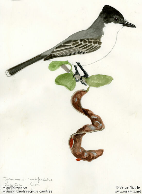Loggerhead Kingbird, identification