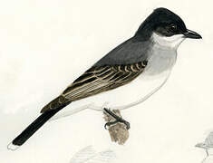 Eastern Kingbird