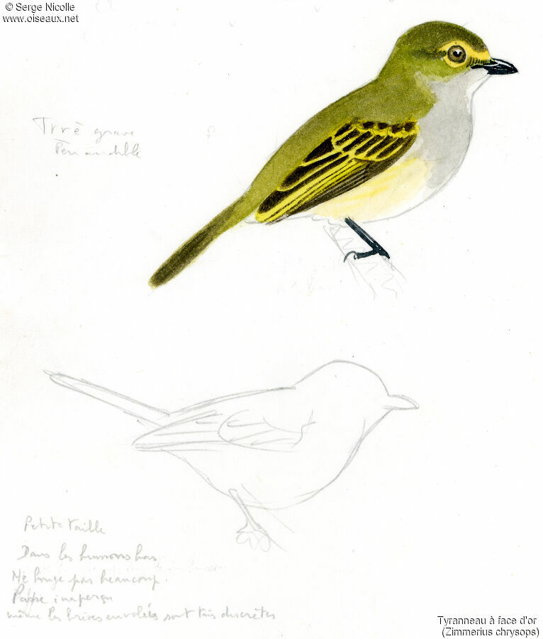 Golden-faced Tyrannulet, identification