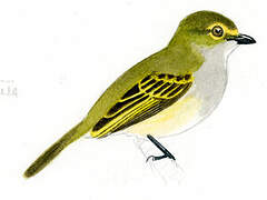 Golden-faced Tyrannulet