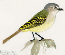 Slender-footed Tyrannulet