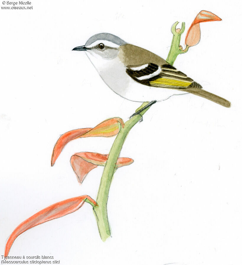 White-banded Tyrannulet, identification