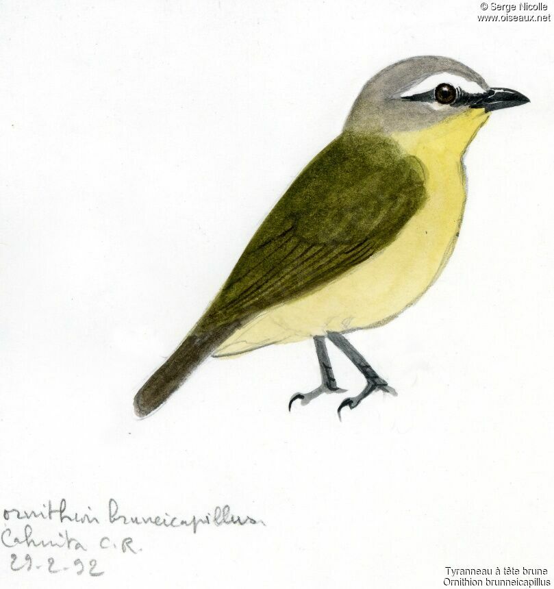 Brown-capped Tyrannulet, identification