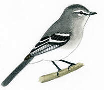 White-crested Tyrannulet