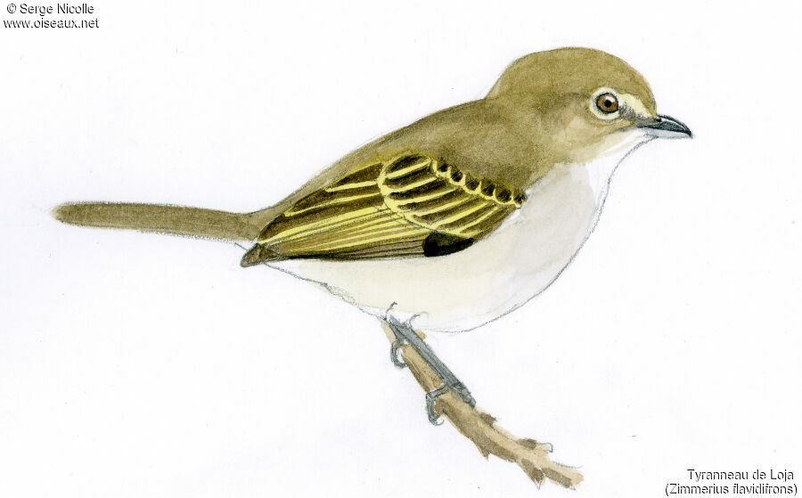 Loja Tyrannulet, identification