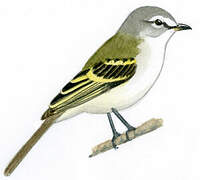 Sclater's Tyrannulet