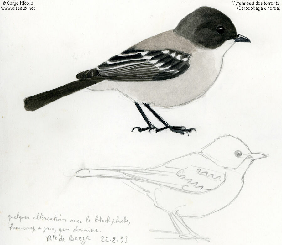 Tyranneau des torrents, identification