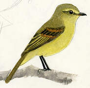 Yellow Tyrannulet