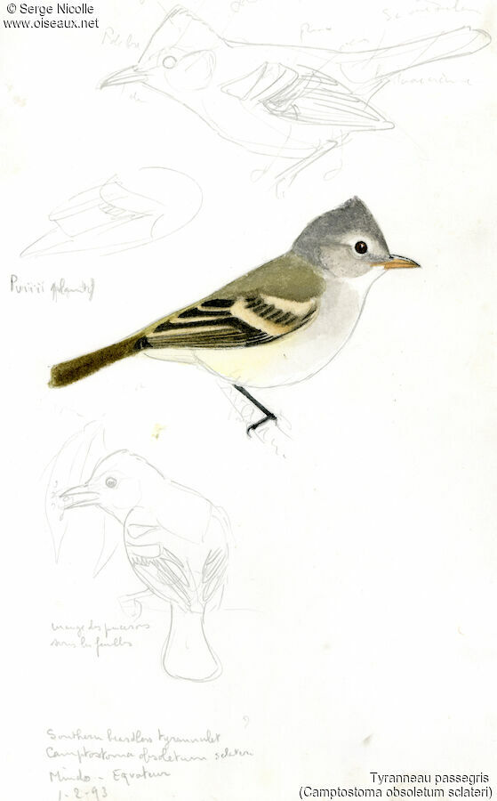 Southern Beardless Tyrannulet, identification