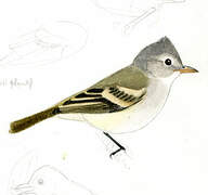 Southern Beardless Tyrannulet