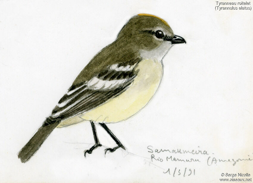 Yellow-crowned Tyrannulet, identification