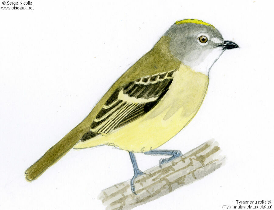 Yellow-crowned Tyrannulet, identification