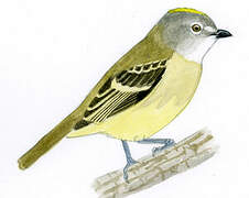 Yellow-crowned Tyrannulet