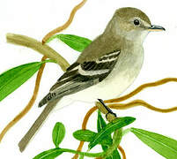 Mouse-colored Tyrannulet