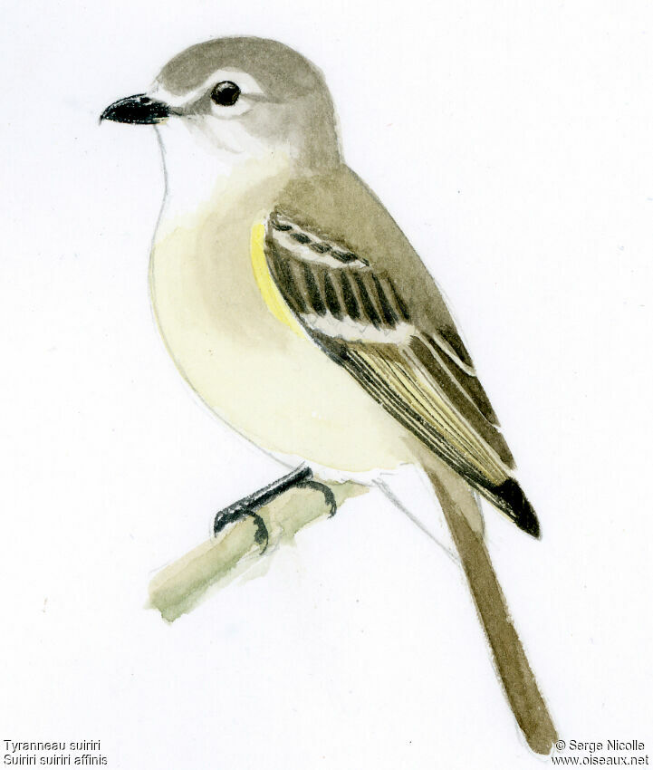 Suiriri Flycatcher, identification