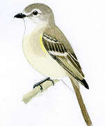 Suiriri Flycatcher