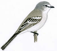 Suiriri Flycatcher