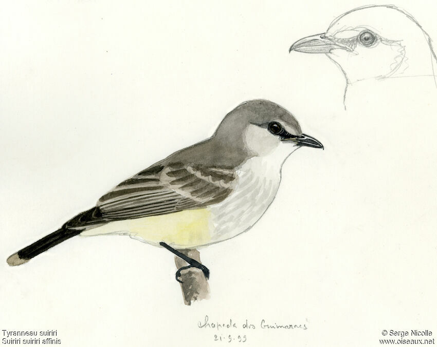 Tyranneau suiriri, identification