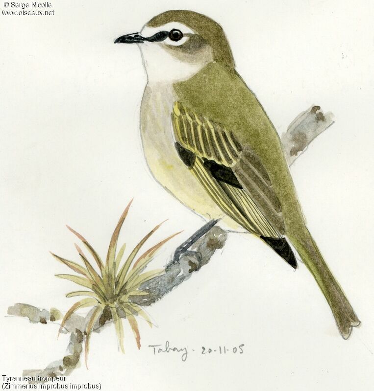 Spectacled Tyrannulet, identification