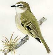 Spectacled Tyrannulet