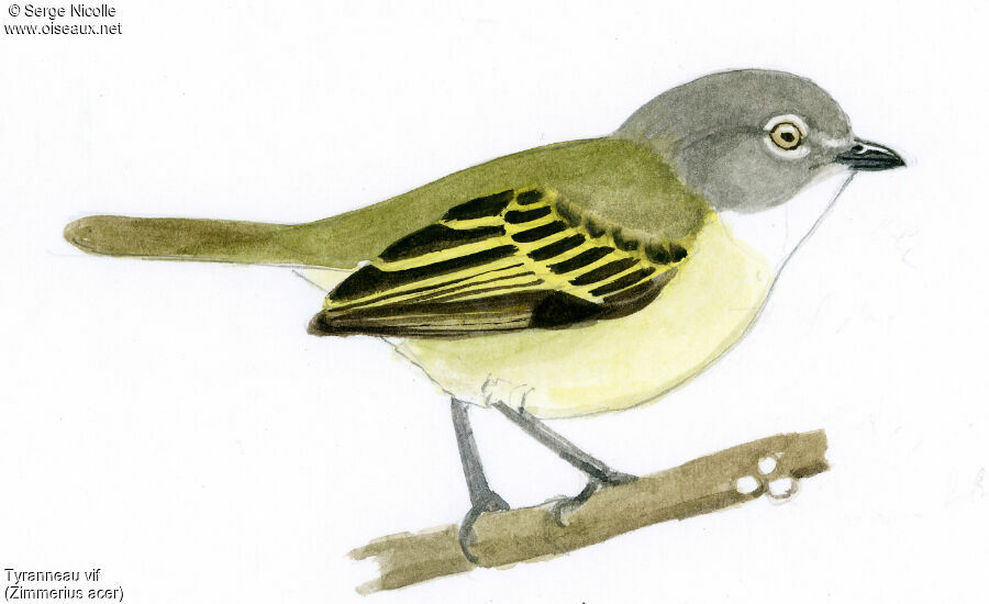 Guianan Tyrannulet, identification