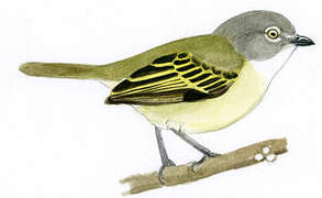 Guianan Tyrannulet