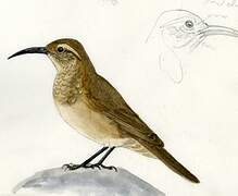 Scale-throated Earthcreeper